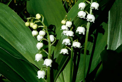Inspiration for our garden designs in Kent and Sussex gardens convallaria