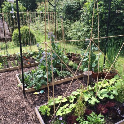 Newly planted up fruit cage, Mark Cross, East Sussex