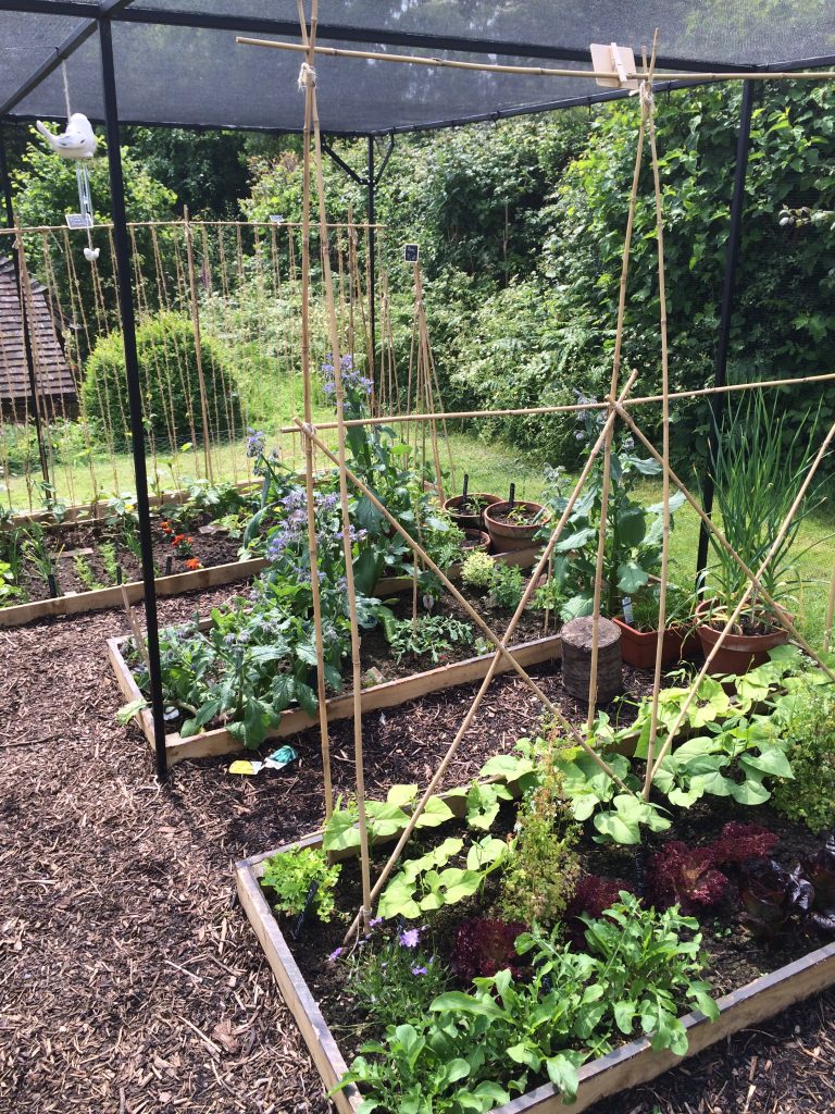 Newly planted up fruit cage, Mark Cross, East Sussex