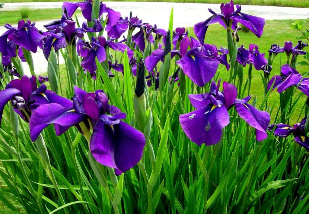 Fall in love with your garden design kent sussex surrey