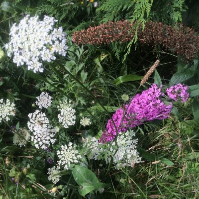 Butterfly bush (Buddleia) amongst flowering wildflowers, Clay Hill, Sussex