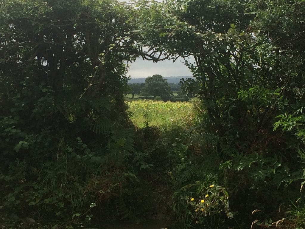 Hedge portal revealing landscape beyond, Clay Hill, Sussex